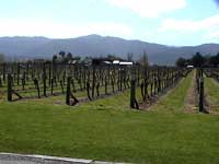 Cloudy Bay vineyards