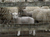 Sheep tailing
