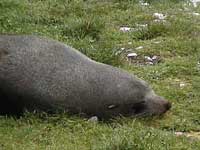 Seal, sleeping