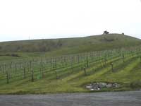 Kaikoura Winery vineyard