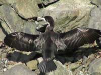 A shag at Picton harbour