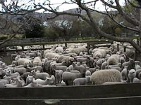 lotsa sheep!